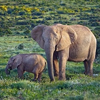 Elephants